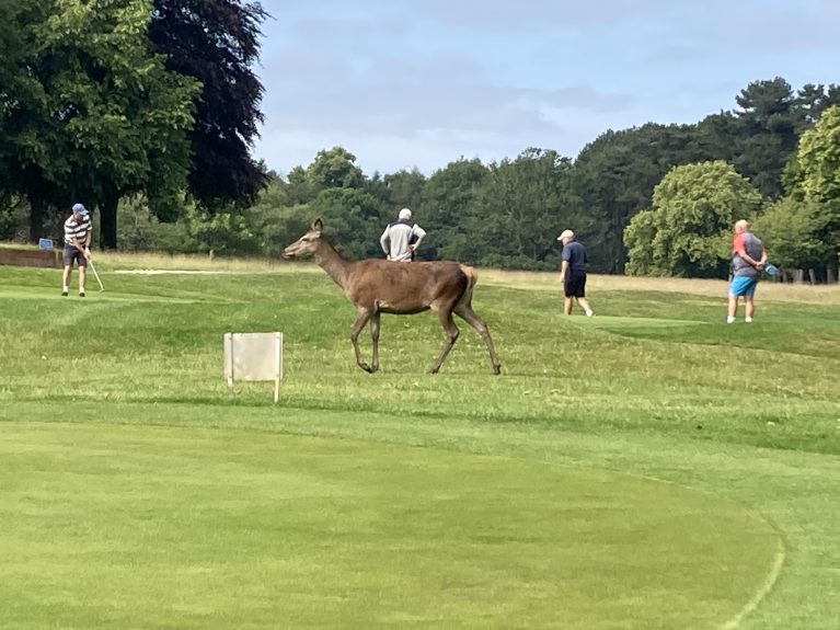 2026 Golf Day Deer
